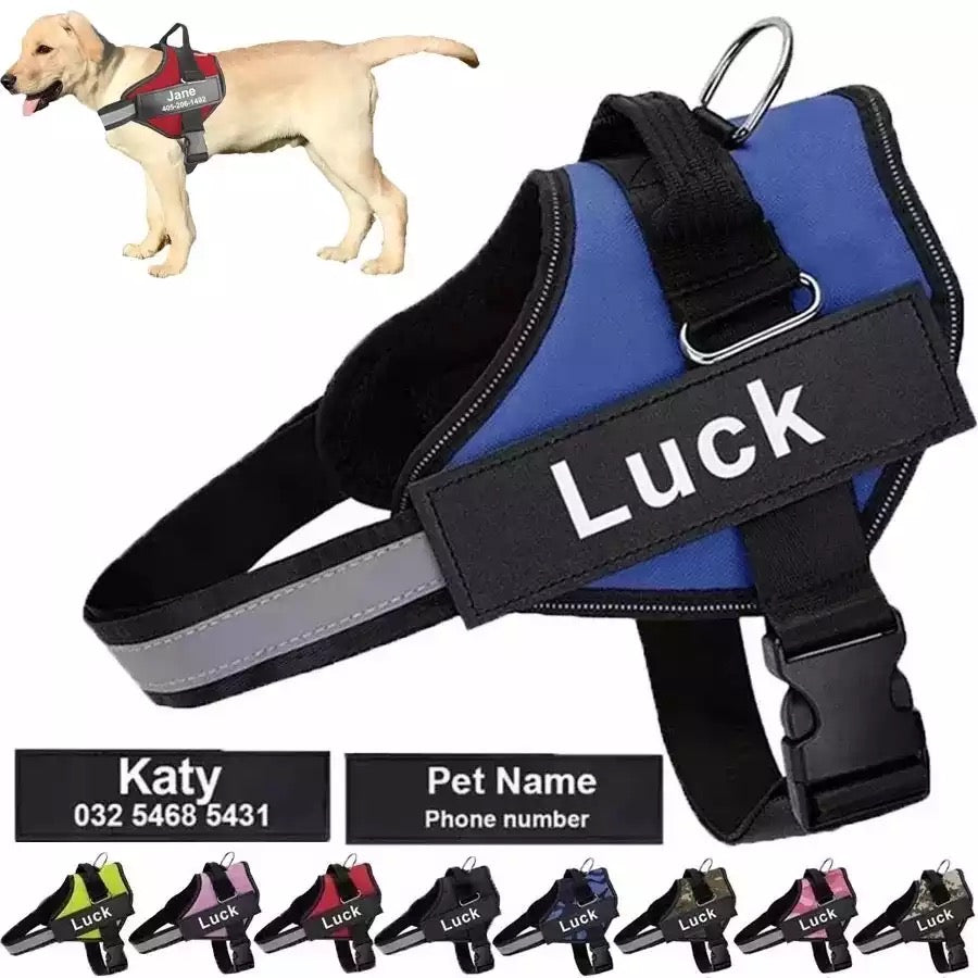 Pet Leads/Harness