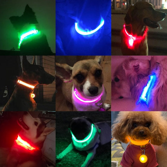 USB Charging/Battery replacement Led Dog Collar Anti-Lost Collar For Dogs Puppies Dog Collars Leads LED Supplies Pet Products - Wowza