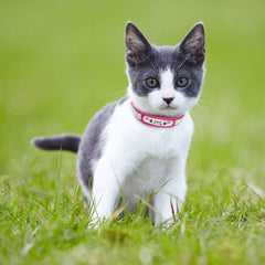 Leather Cat Collar Personalized Cat Collar For Puppy Small Dogs Pet Kitten Nameplate Collar Free Engraving Adjustable - Wowza
